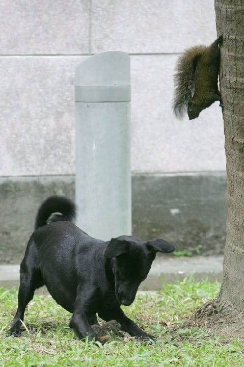 dog traps baby squirrel