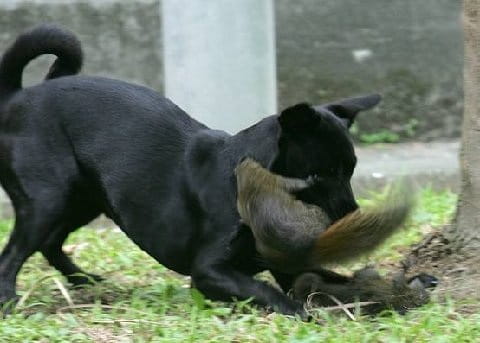 momma squirrel takes action